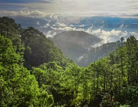 why baguio is called the city of pines|Baguio: The City of Pines .